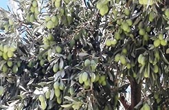 برداشت محصول زیتون در باغات شهرستان کوار