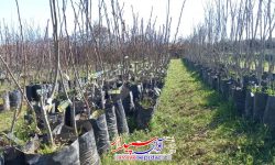 اختصاص ۵۲۰ میلیون ریال یارانه نهال به باغداران کواری