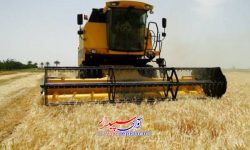 آغاز برداشت جو از مزارع کشاورزی شهرستان کوار