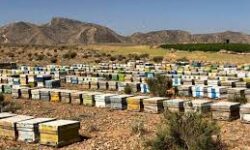 در شهرستان کوار سالانه بیش از ۲۰۰ تن عسل تولید می شود