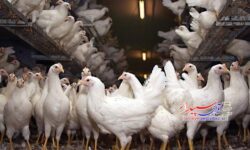 راه اندازی دومین واحد پرورش پولت مرغ تخم گذار در شهرستان کوار