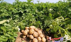 کشت ۱۰۰هکتار سیب زمینی در اراضی زراعی شهرستان کوار