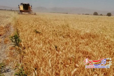 برداشت گندم از گندمزارهای شهرستان کوار