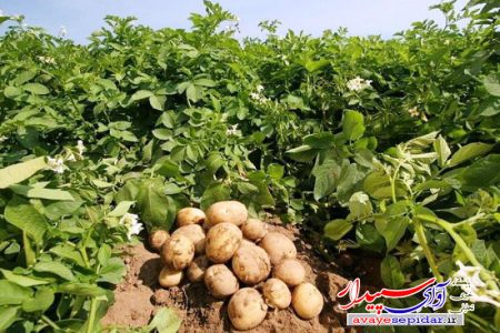 کشت ۱۰۰هکتار سیب زمینی در اراضی زراعی شهرستان کوار