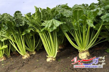 پیش بینی بیش از ۳۰۰ هکتار کشت مکانیزه چغندر قند در کوار